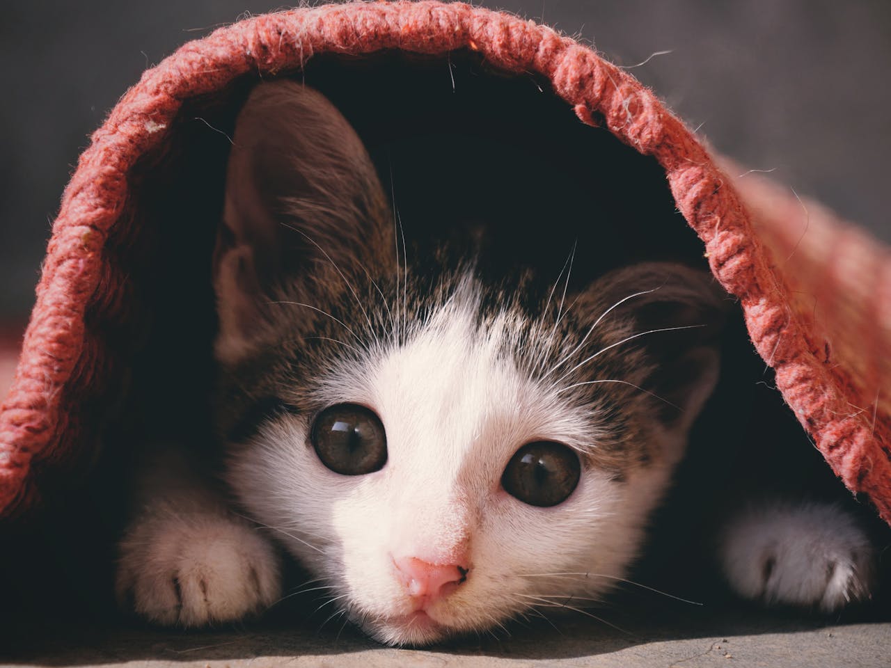 Cat Hiding under a rug