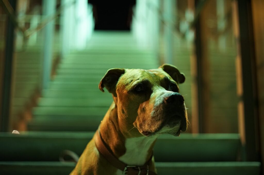 pitbull stairs