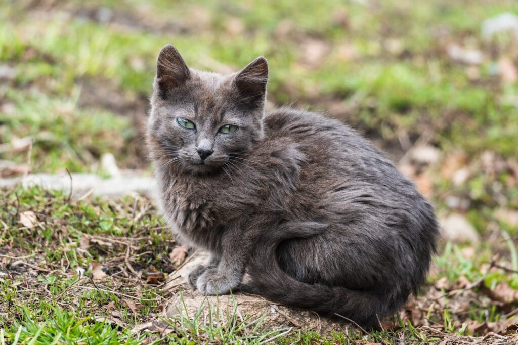 Nebelung cat