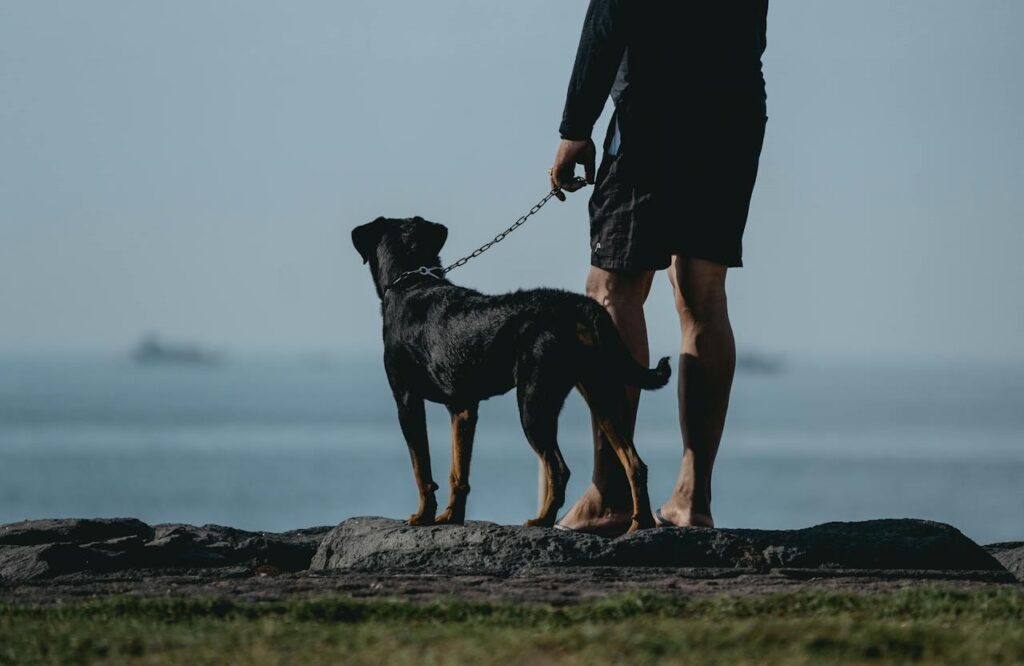 Rottweiler with the owner