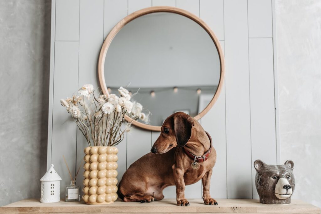 dog on a table