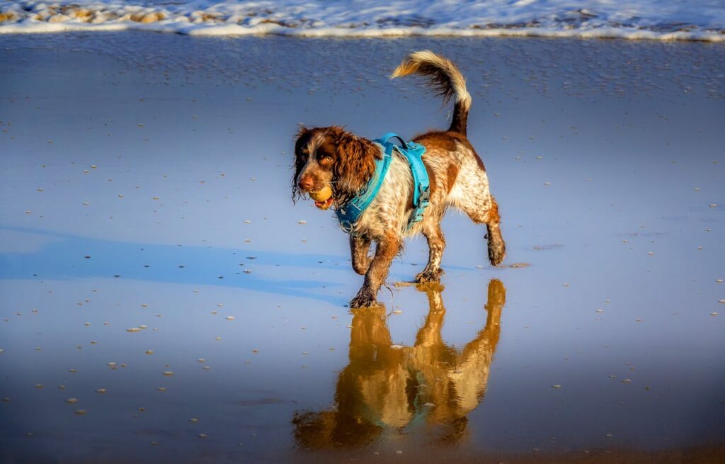 American Water Spaniel