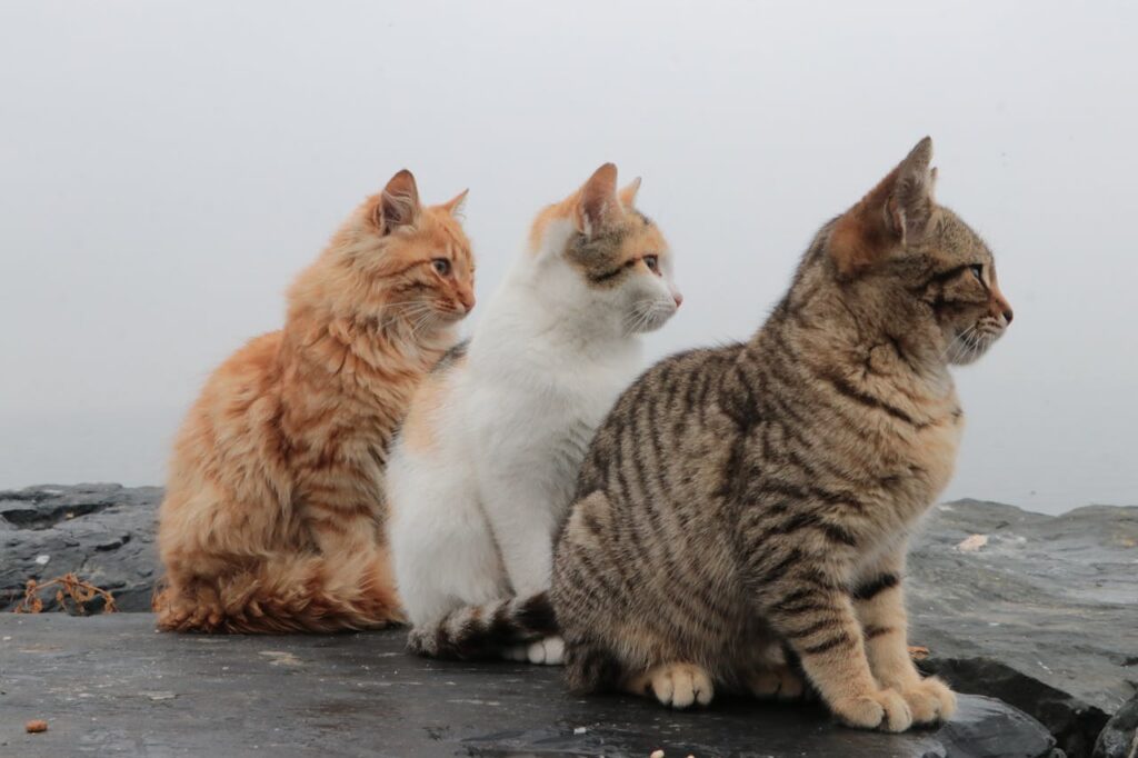 3 Cats together