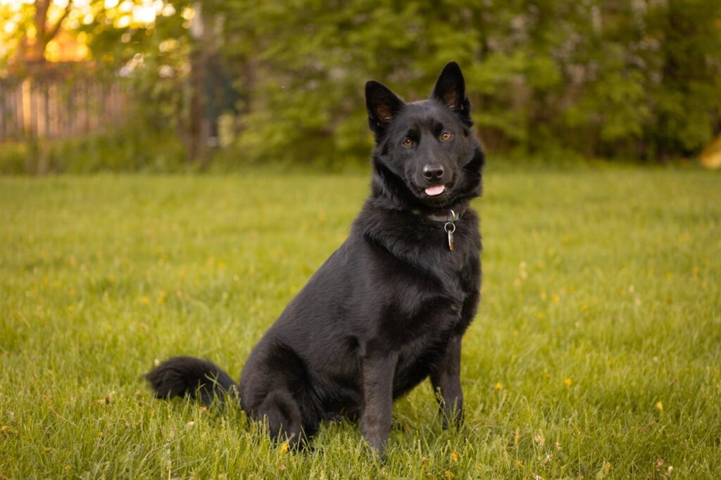 SchipperkeDog