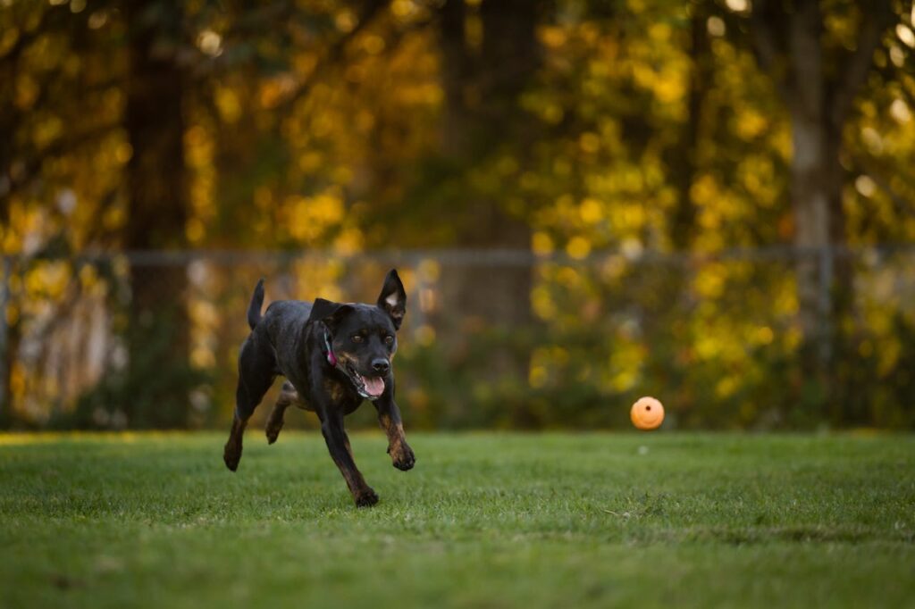 Rottweiler playing outdoors