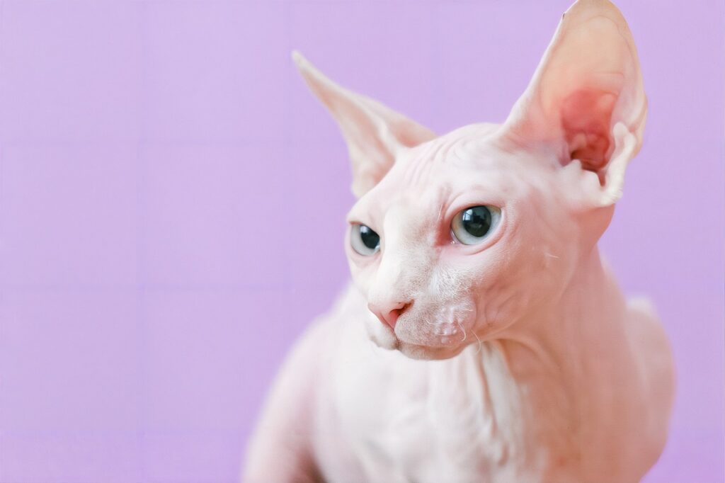 Sphynx Cat