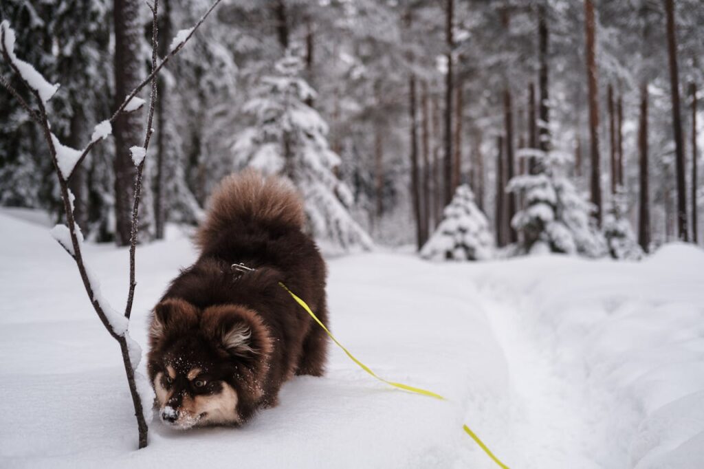 Finnish Lapphund