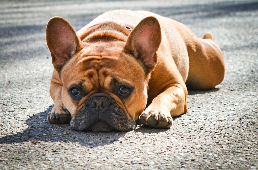 French bulldog on road