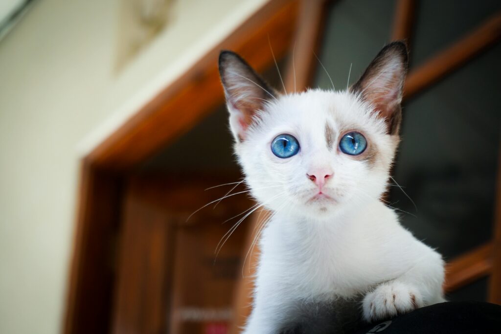 white cat