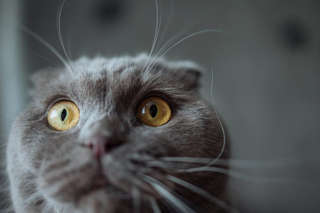 Closeup of a gray cat