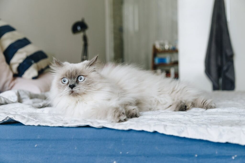 Birman
