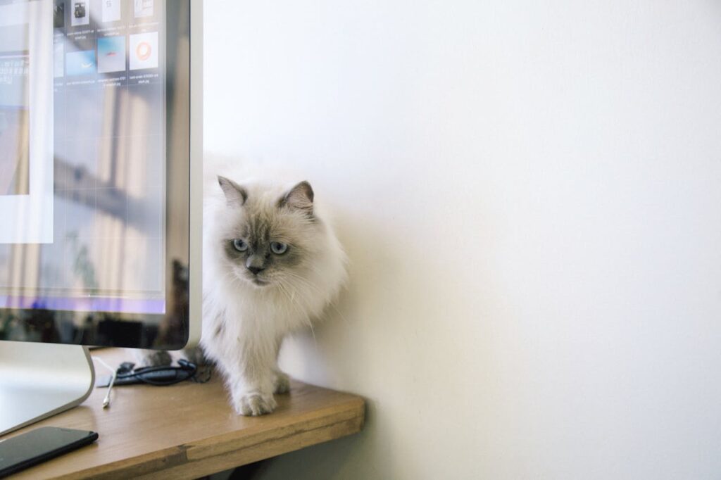 Birman