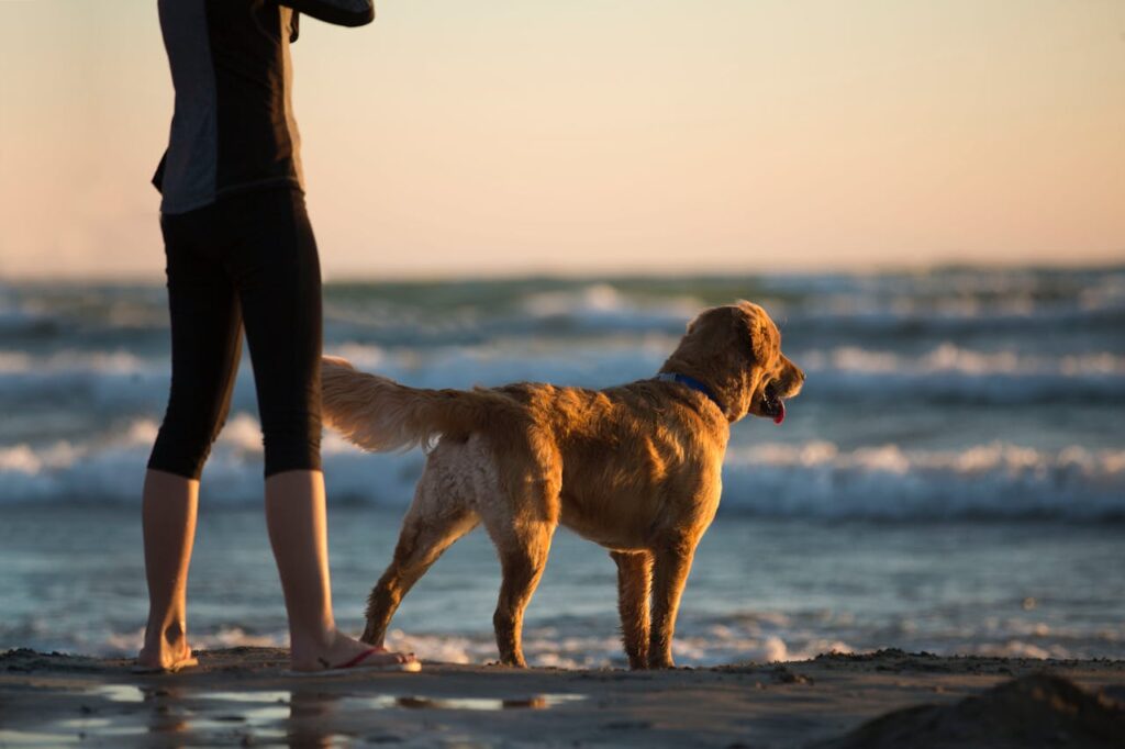 Dog on a beach
