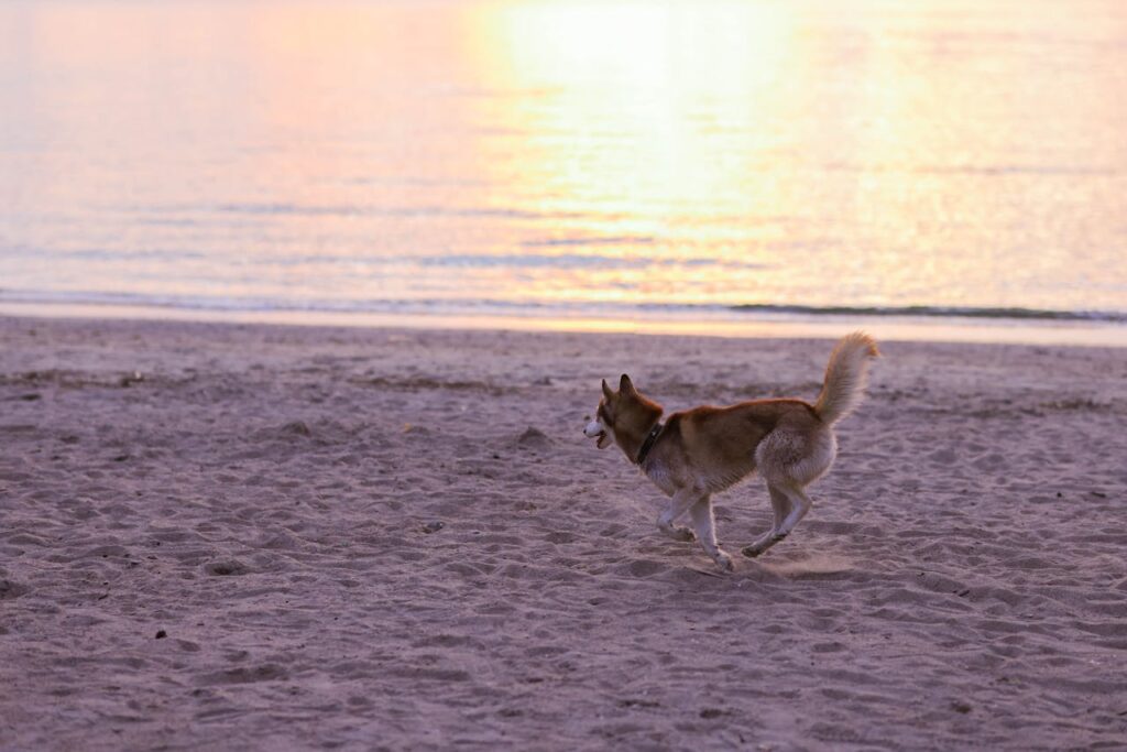 A Husky Dog running on the beach