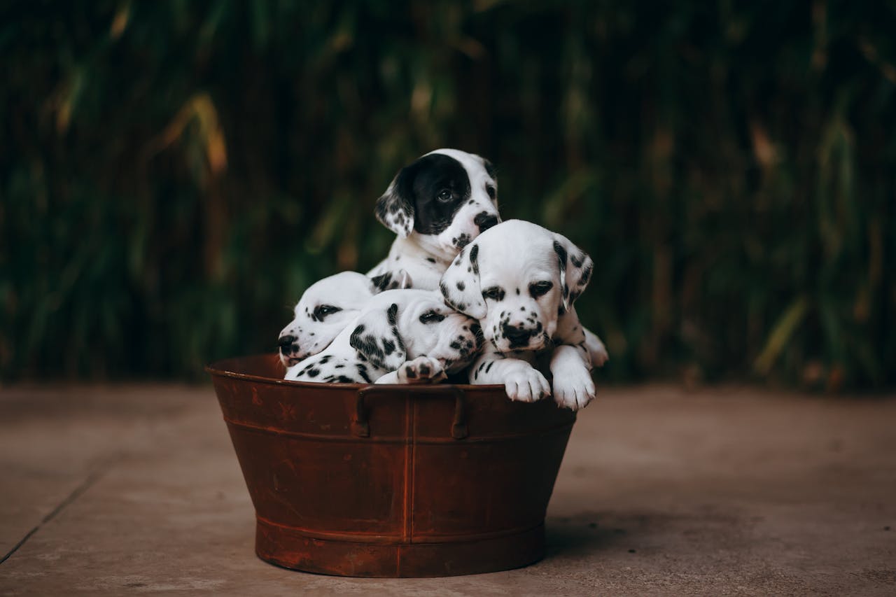 dalmatian