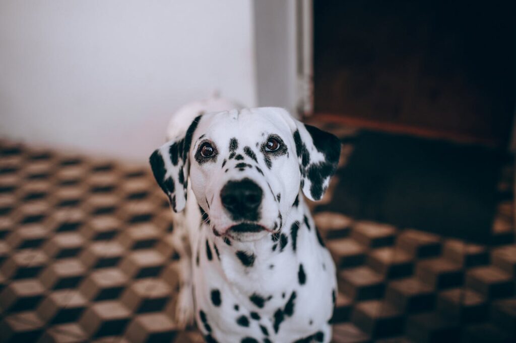 dalmatian