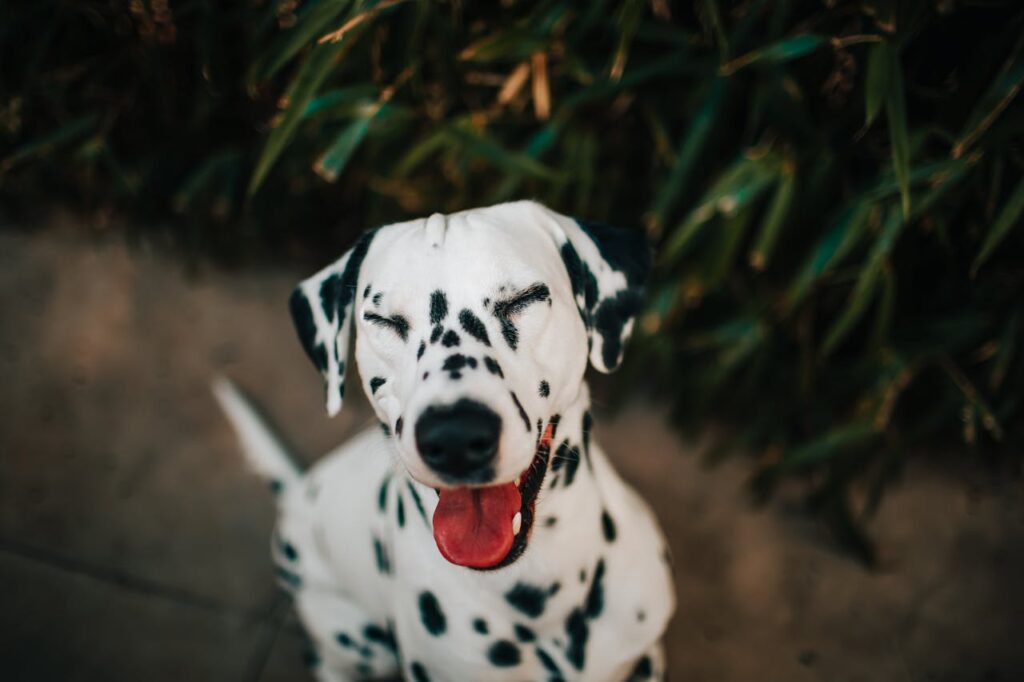 dalmatian