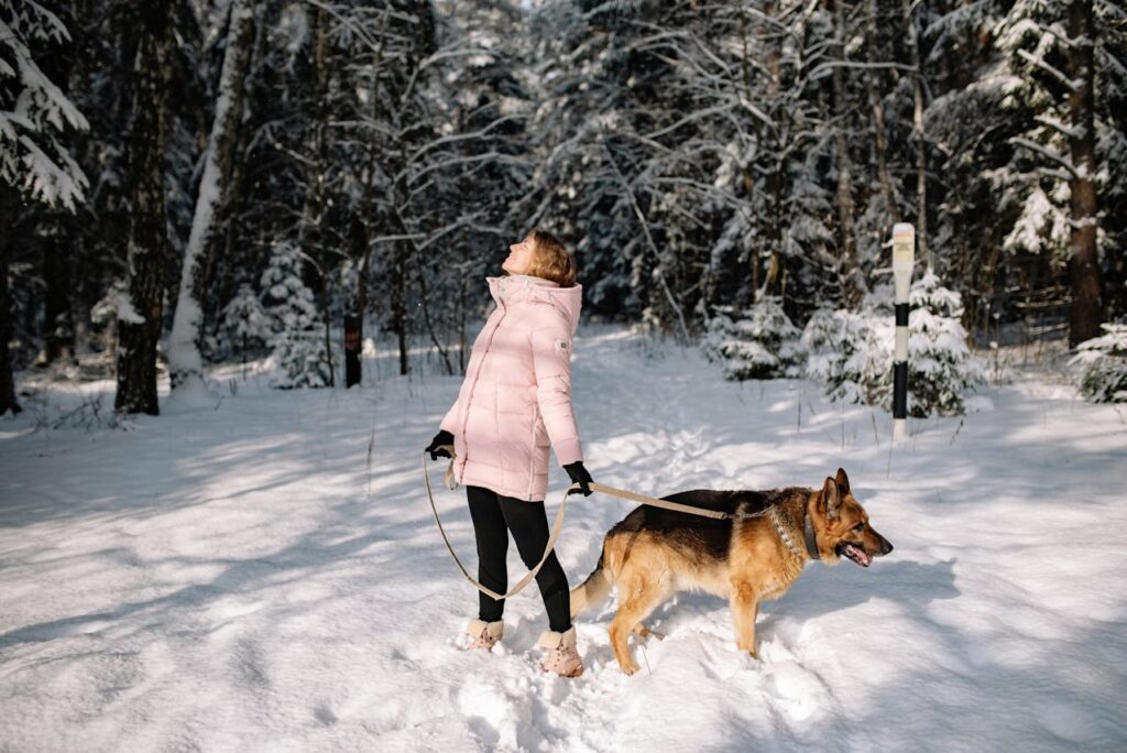 German Shepherd exploring snow with its owner
