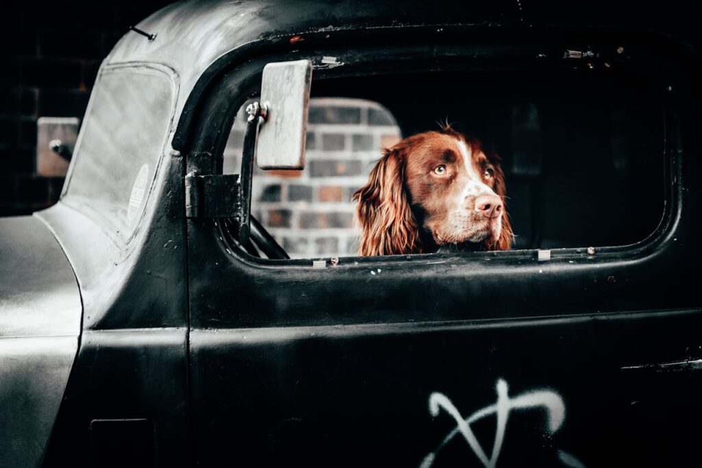 dog in car