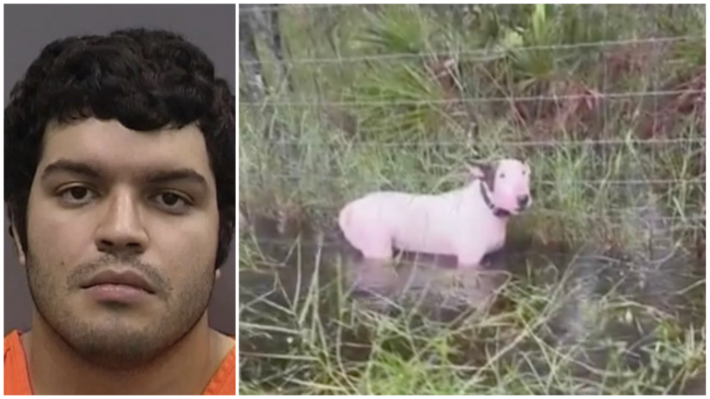 Dog left in hurricane floods