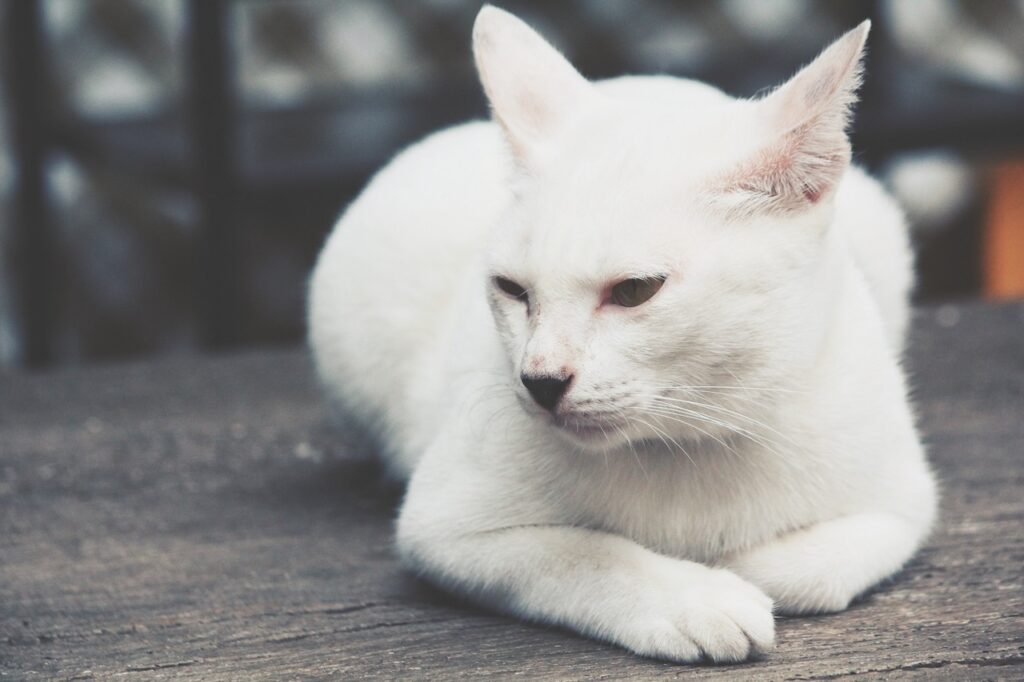 An Albino cat