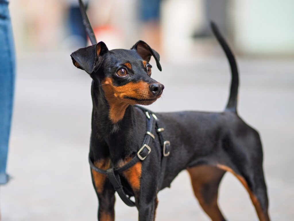 Toy Manchester Terrier