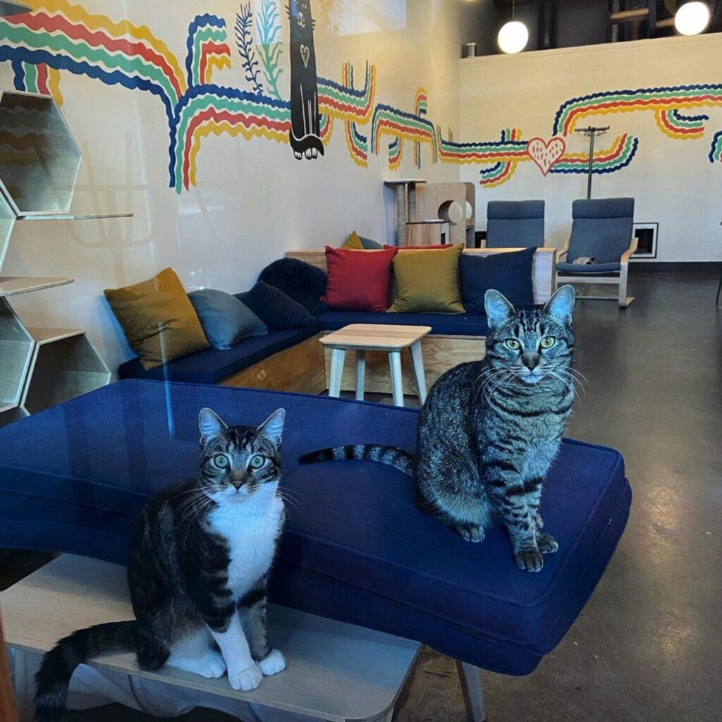 Cats at Purrington’s Cat Lounge