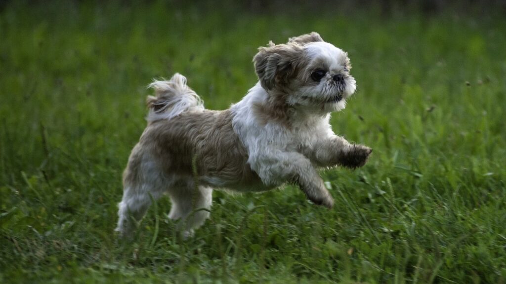 Shih Tzu on the run