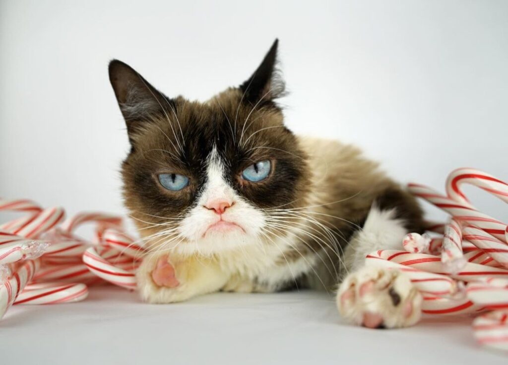 Grumpy cat resting