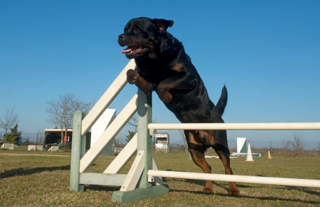 rottweiler jumping obstacle