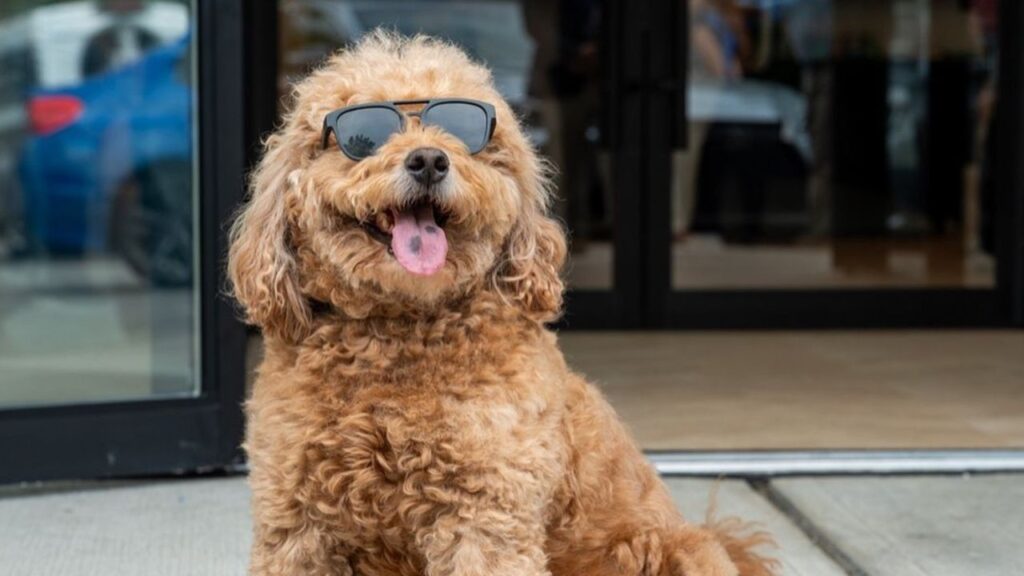 samsonthedood_Instagram