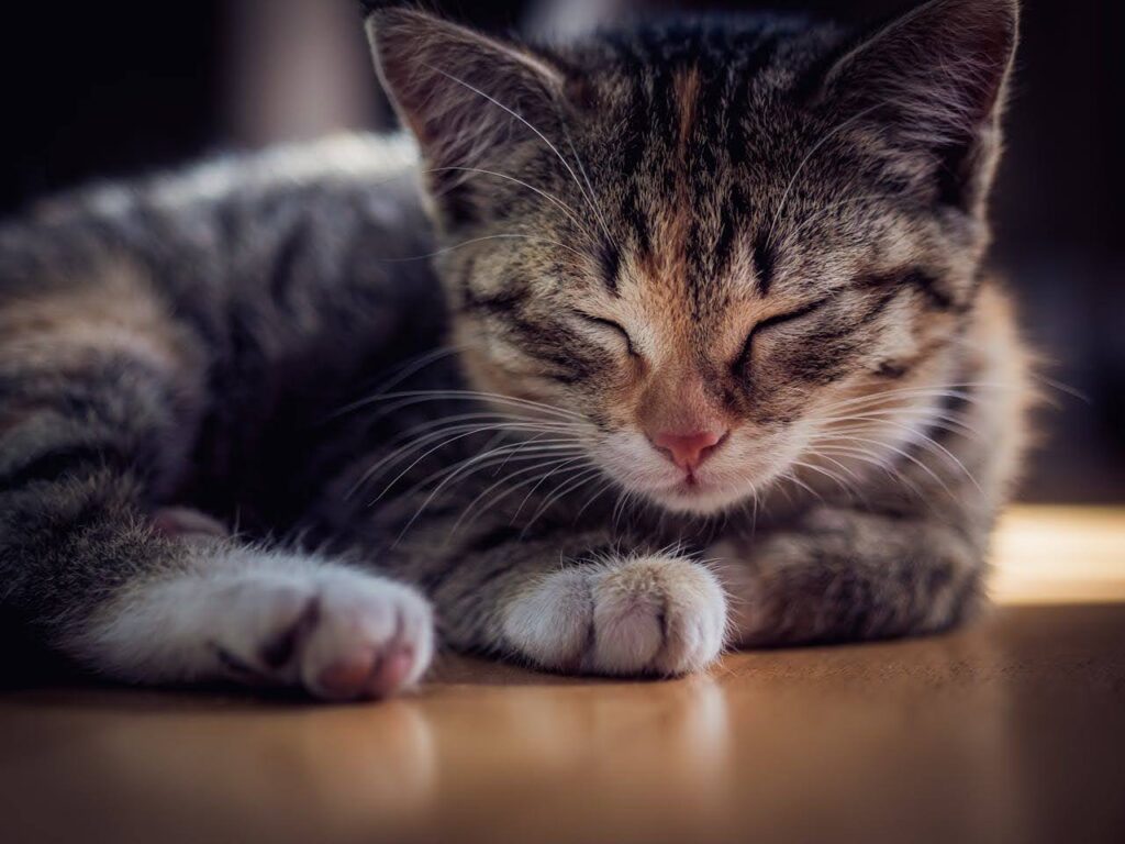 cat sleeping