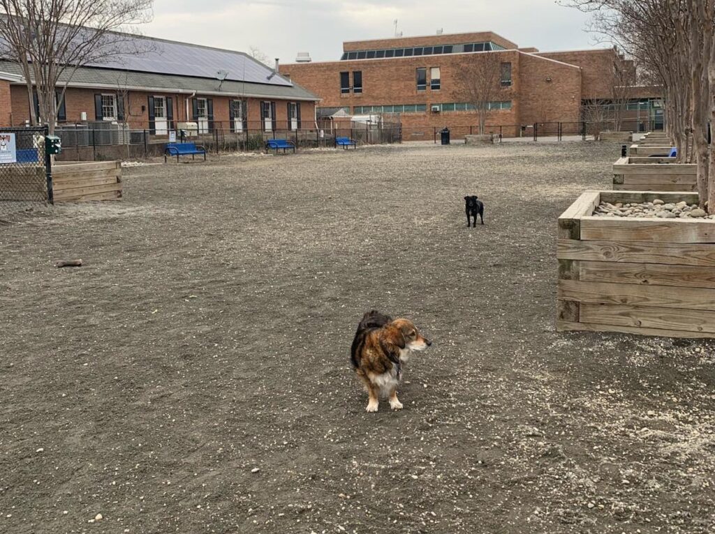Autumn at Shaw Dog Park