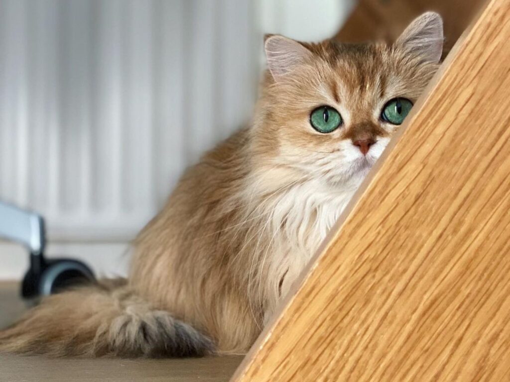 Smoothie the cat on the lookout