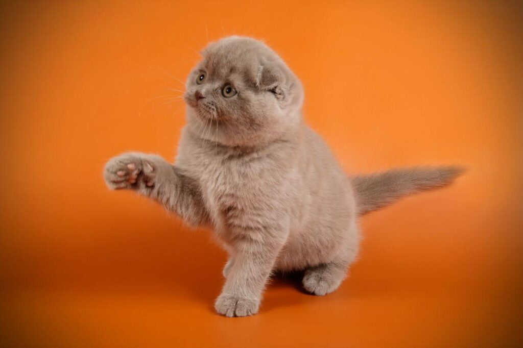 Scottish Fold Cat