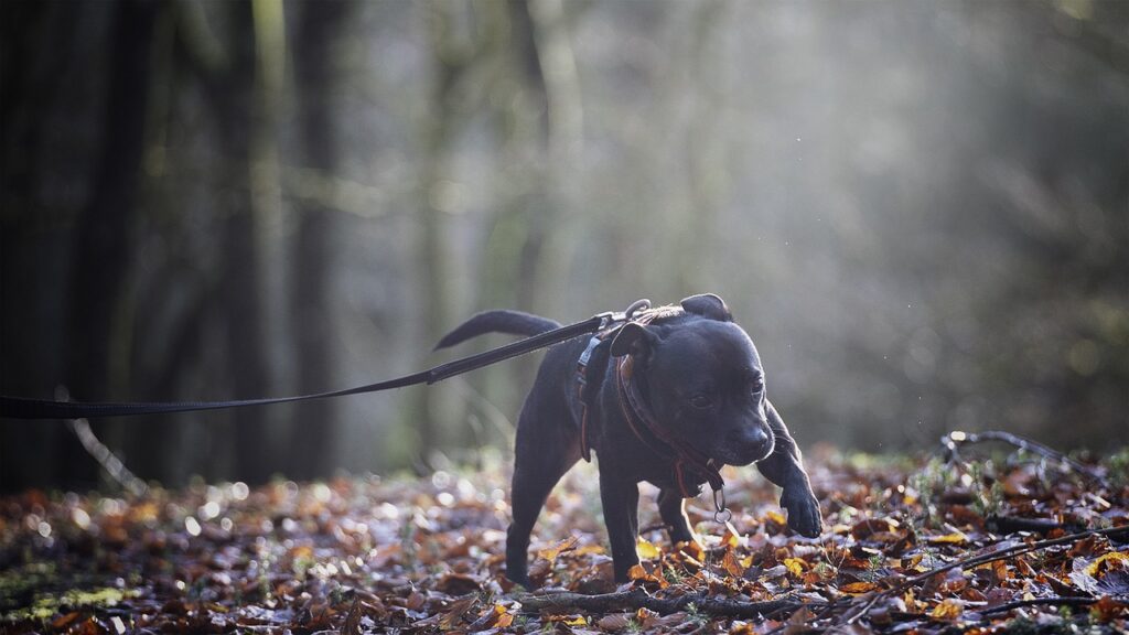 Dog on a leash outdoors