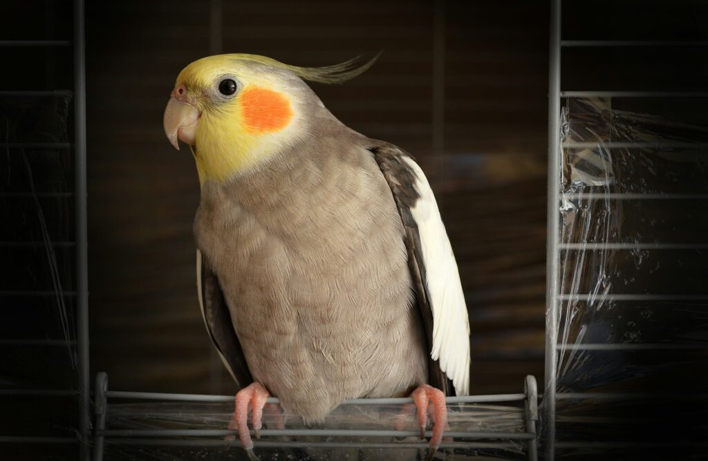 Cockatiel on its cage door