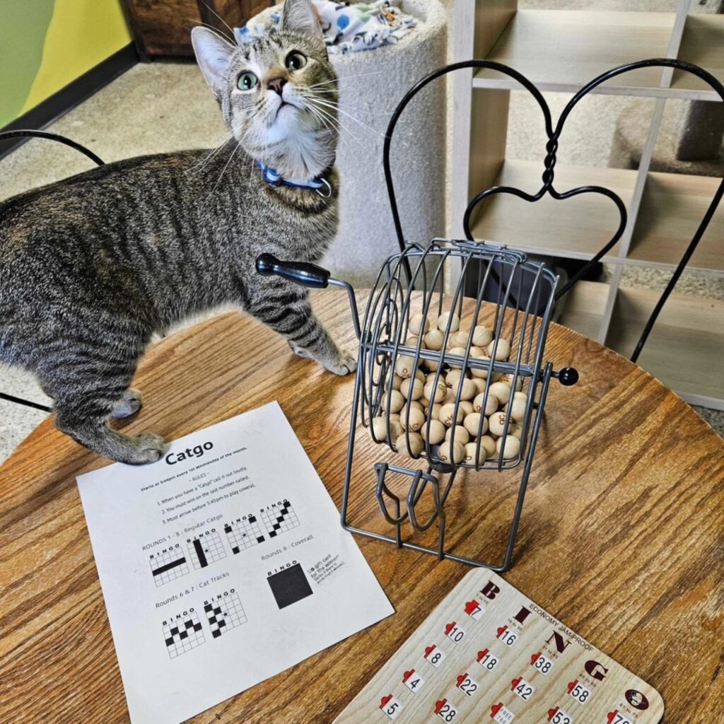 Table at The Café Meow