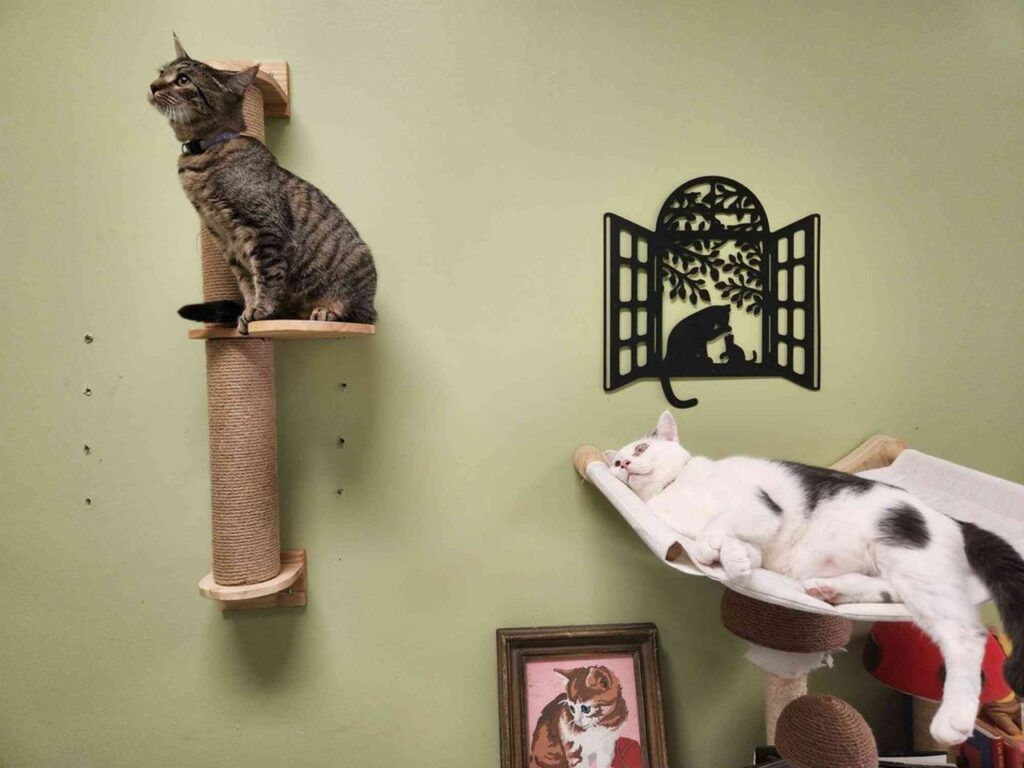 Cats at The Kitty Beautiful