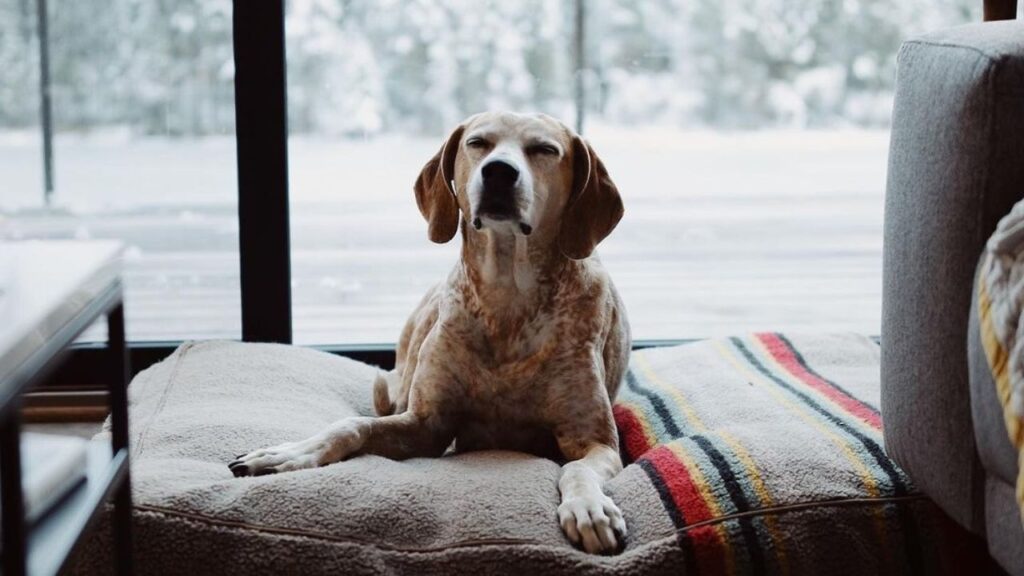 thiswildidea_Instagram