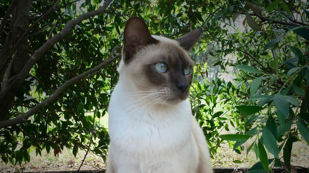 Tonkinese