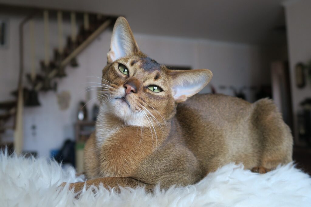 Abyssinian comfortable