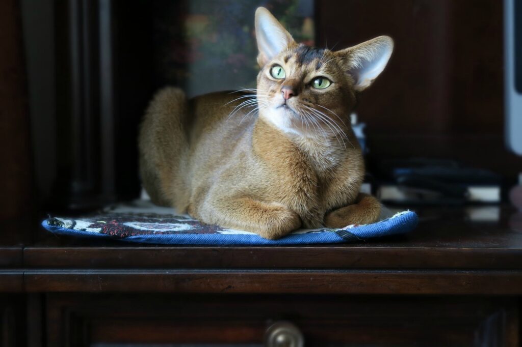 Abyssinian Cat atop a cabinet