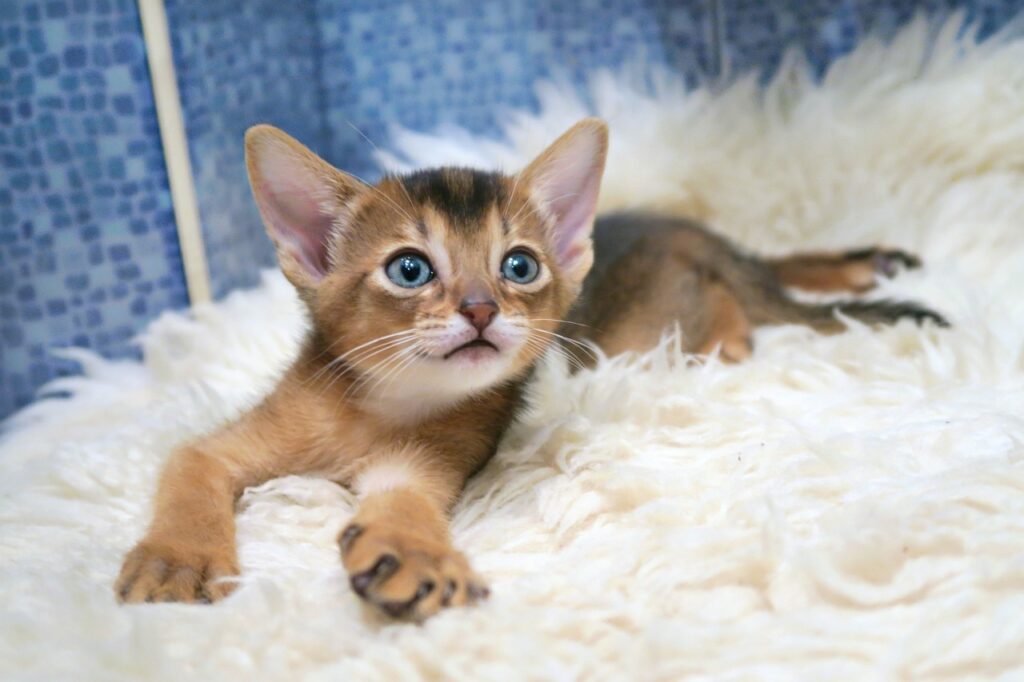 Abyssinian Cat resting on a furry bed