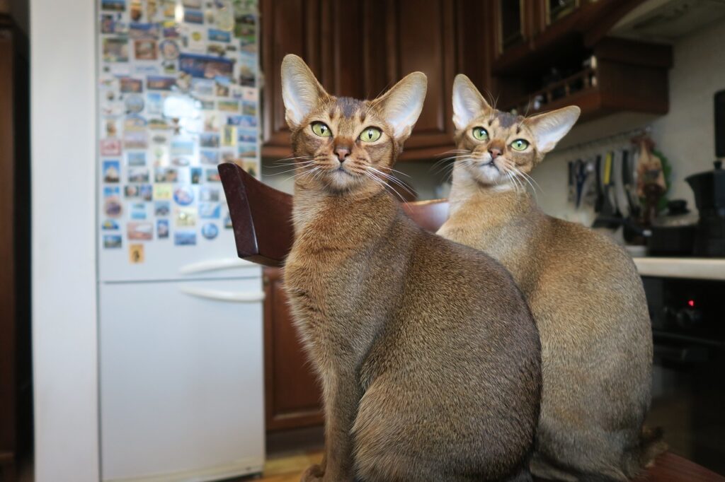 Abyssinian Cats curious