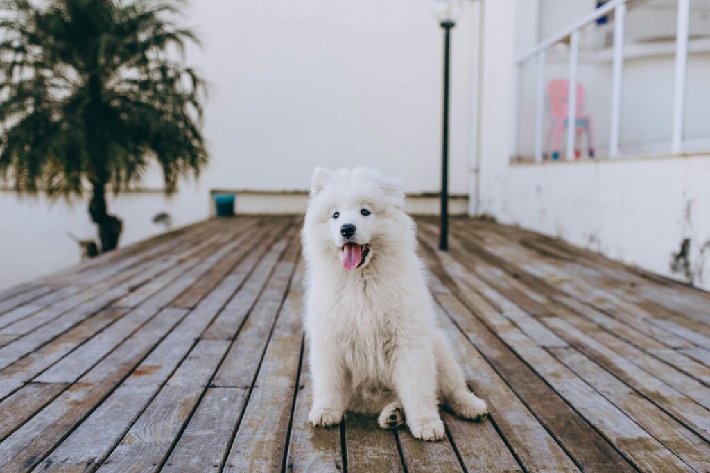 Samoyed