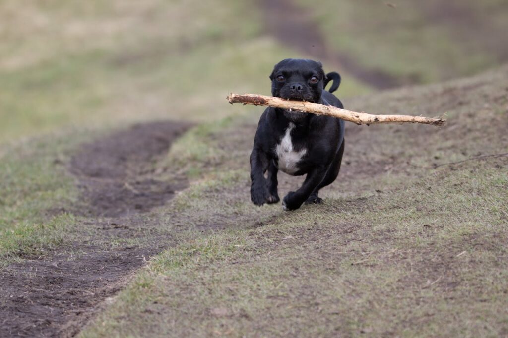 Dog with a stick