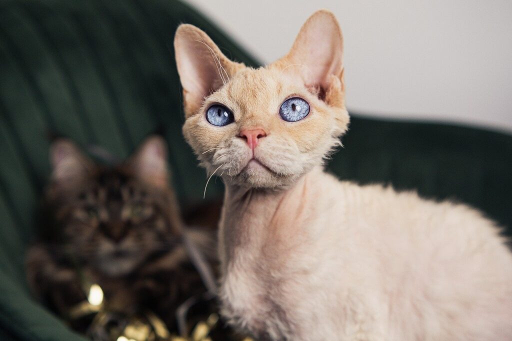 Cornish Rex