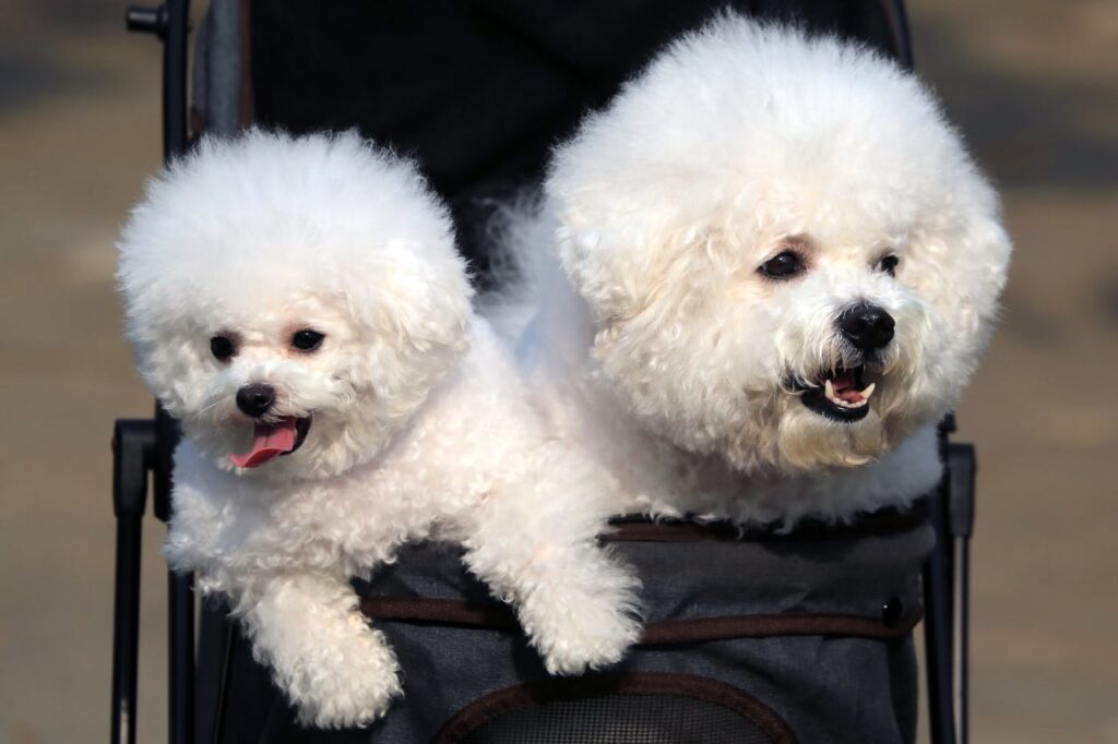 Two cute poodles