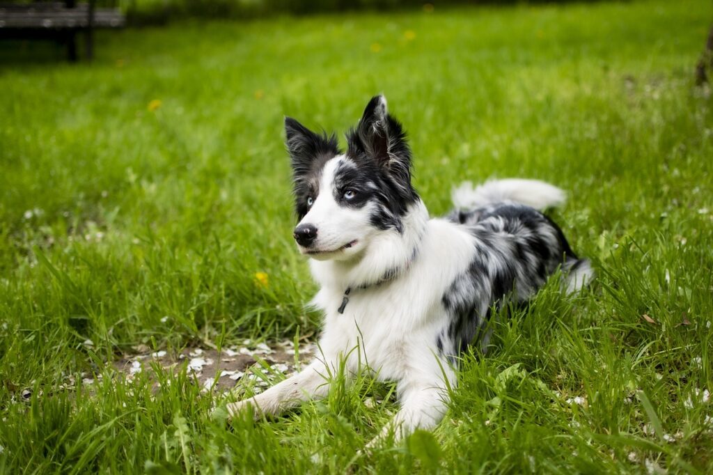 Border Collie on a grassy field